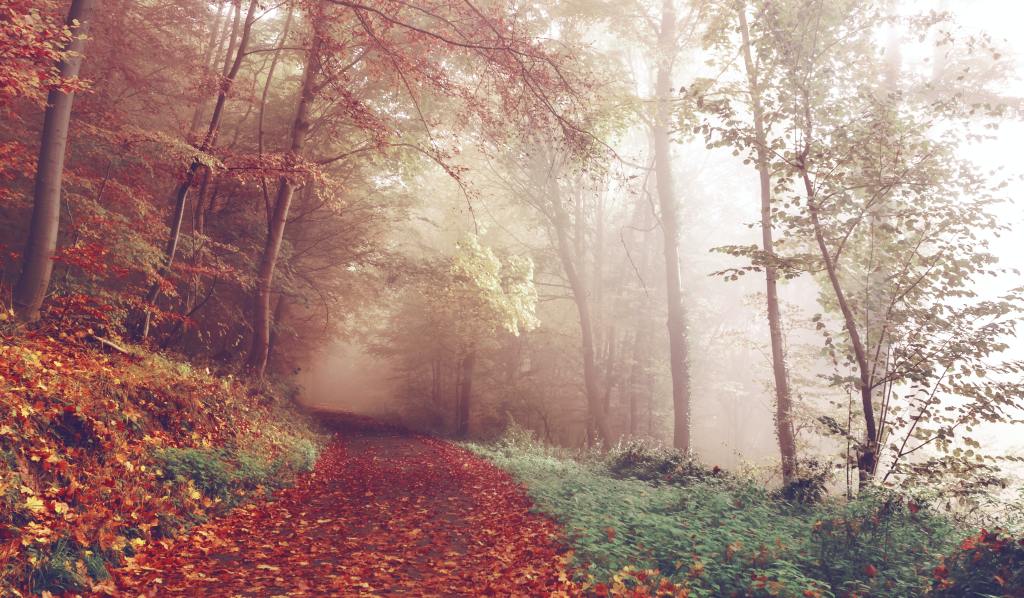 Winding forest path covered in mist.